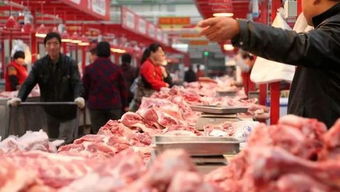 猪瘟发生在日本群马县的一个养猪场