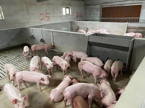 银达镇万头生猪标准化养殖场建成投产啦