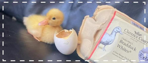 女子从超市里买了一盒鸭蛋,30天后,她孵出了一只小鸭子