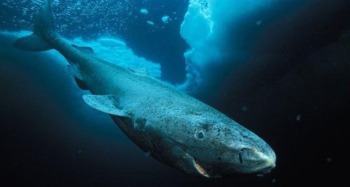 格陵兰鲨的寿命超过200年(格陵兰睡鲨寿命)