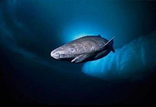 地球上5大体型最大的鱼, 大白鲨第三, 鲸鲨居榜首却濒临灭绝