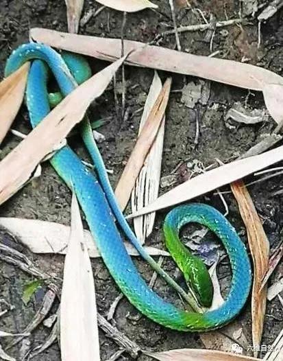 贵州野外拍摄到一条绿头蓝身的蛇,可能是翠青蛇蓝化,或蛇已死亡