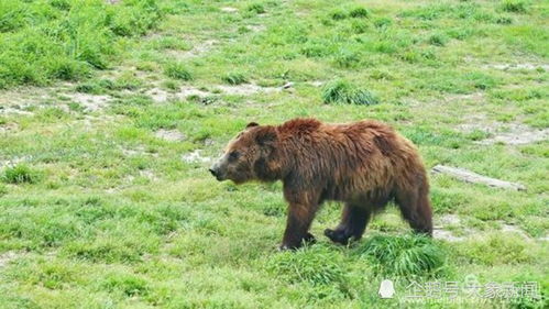 上海野生动物园熊群咬死饲养员,9名负责人被处理,目前猛兽区已重启开放