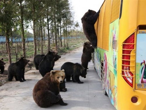 上海野生动物园工作人员遭熊袭击身亡,你们还真把熊当吃素的啊