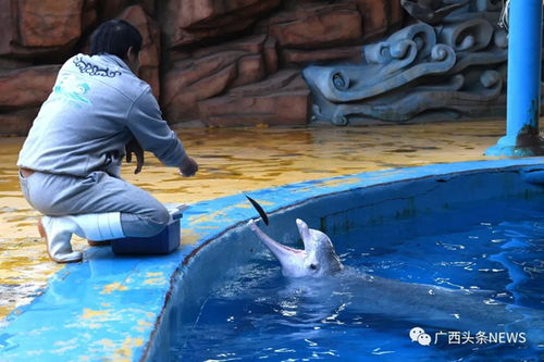 韩国海洋馆推骑海豚项目,虐待动物引发争议