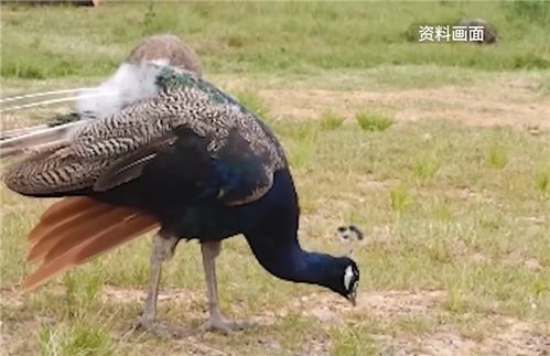 游客动物园内追逐孔雀 还拔毛 曾有人强抓吓死孔雀 