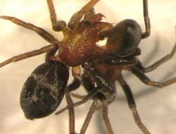 雄性龙喜迷蜘蛛会使用自己的前纺器