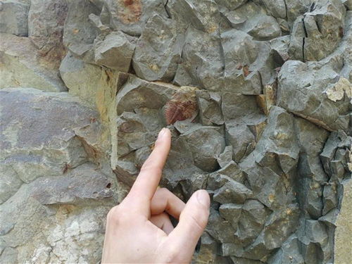 群山之巅别样景致,宣恩发现5.6亿年前寒武纪三叶虫化石