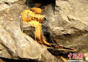 重庆发现三叶虫化石 头部触须清晰可见