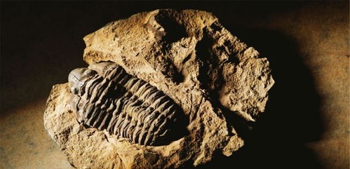 数亿年前的化石上,出现不该存在的东西,人类或该提高警惕