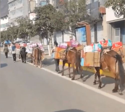 陕西一县城用马匹运送抗疫物资引质疑,官方 没有限制车辆,是当地一马帮捐赠的物资