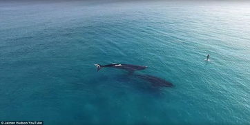 用无人机追踪拍摄并保护鲸鱼和北极熊(用无人机追踪蜜蜂视频)