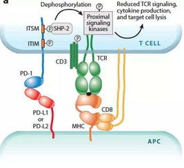 免疫检查点抑制剂的抗体药总结 CTLA 4 PD 1 PD L1 LAG 3 TIM 3