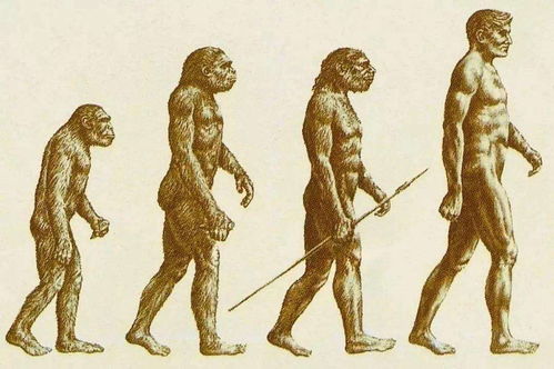 人类是否仍然在进化？人猿竟然同祖 石破天惊的猿猴变人学说(人类是否仍然在进化)