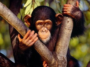 某动物园发现两只 白玉 大猩猩,丑到不忍直视,遭网友热议