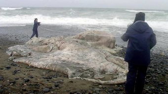 菲律宾海岸目前不明巨大的海洋生物尸体