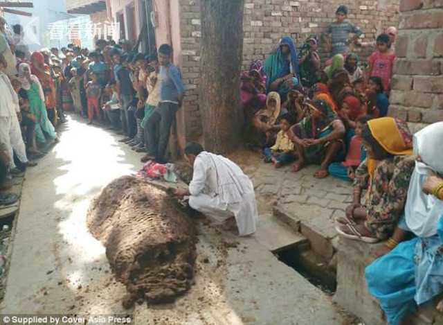 印度女子睡觉被毒蛇咬伤！醒来给2岁女娃母乳 一起毒发身亡