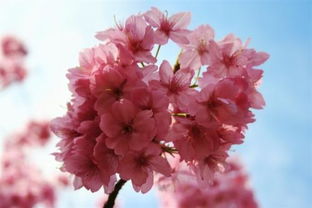 日本国花居然不是樱花：日本的国花是什么吗?(日本国花居然不是樱花)