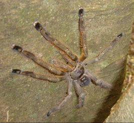 世界上最大的蜘蛛叫什么