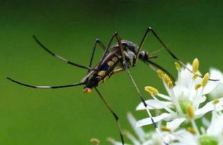 华丽的巨蚊:世界上最大的蚊子吃人(华丽巨蚊幼虫)