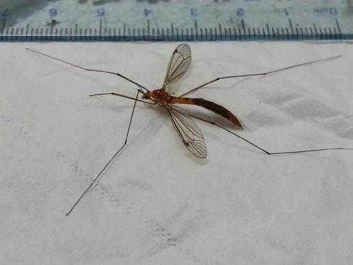 放它一条生路, 它是蚊子但吃蚊子不叮人 体长3厘米的蚊子