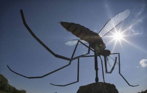 蚊子在地球上到底有什么用 如果全部灭绝,会有何严重后果