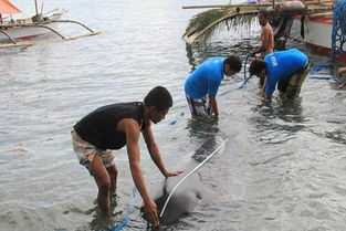 几位男子从海边捞起一条巨口怪鱼,将其带回村里却没人认识