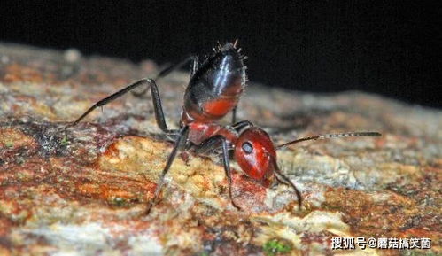 婆罗洲新种蚂蚁Colobopsis explodens 自爆(新种的树都是蚂蚁)