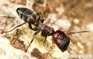世界上一种极罕见又神奇的蚂蚁,宁为玉碎,不为瓦全