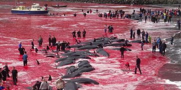 惨不忍睹 法罗群岛百余头鲸鱼遭捕杀 海水被染红