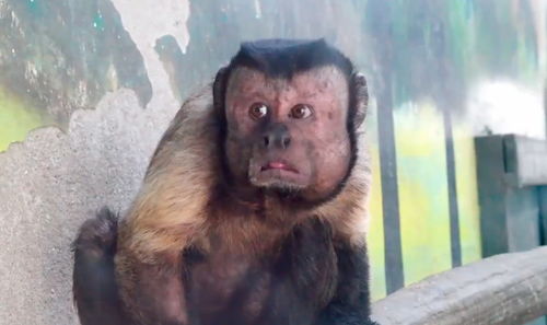 成精!10岁的猴子在网络上大受欢迎:主人修车,拧螺丝