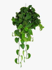 揭路荼草（garuda herb）神奇植物外形像枯枝 遇水竟能逆流而上(揭路荼是什么)
