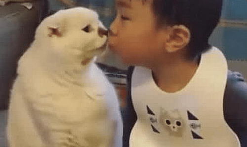 白猫正在生气,小男孩亲了它一口,下一秒猫咪瞬间变脸了
