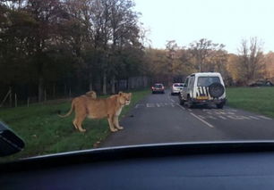 英母狮狂追汽车舔后视镜吓坏游客 
