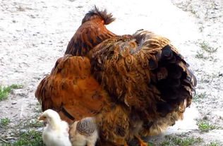 母鸡在雨中保护小鸡 网友 这才是母爱的伟大