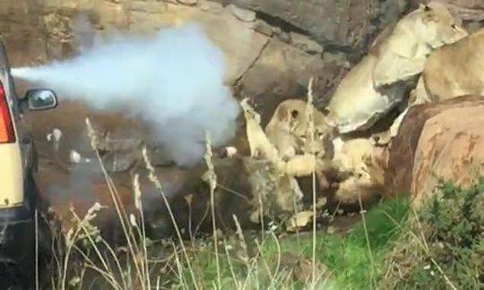 后宫暴动 英国动物园9只母狮围攻一只年老雄狮 