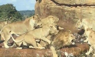 9只母狮围攻一只年老公狮 