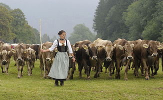 德国庆祝赶牛下山节 牛群壮观