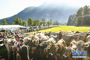 德国举办 赶牛下山 活动 牧民着传统服饰驱赶牛群回家
