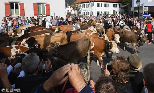 德国庆祝赶牛下山节 牛羊群游行浩浩荡荡 