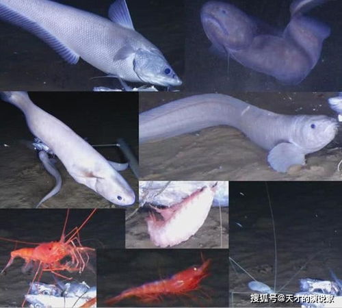 7400米深海发现新物种,果冻状的鱼,一到地面就会融化