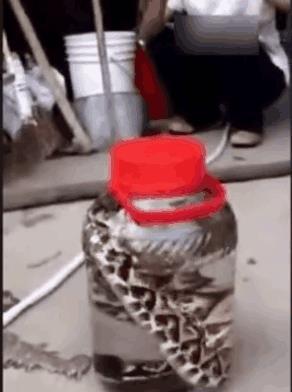 男子把五步蛇扔进72度白酒瓶内, 测试后蛇产生了剧烈反应