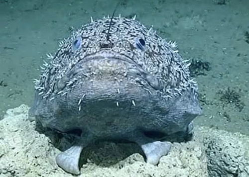 科学家在深海拍到地球上最丑的鱼 身长一米五,鱼鳍可当脚爬行