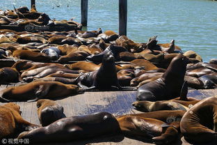 海豹占领旧金山渔人码头晒太阳 上演壮观 海豹瘫