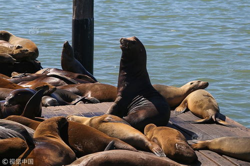 海豹占领旧金山渔人码头晒太阳 上演壮观 海豹瘫 