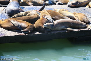 海豹占领旧金山渔人码头晒太阳 上演壮观 海豹瘫 