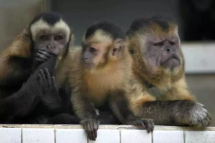 动物园猴子长成＂人脸＂（图）(动物园里的猴子真有趣)