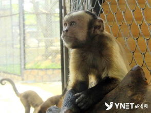 广东 动物园中一猴子长相奇特 大方脸与人脸高度仿真