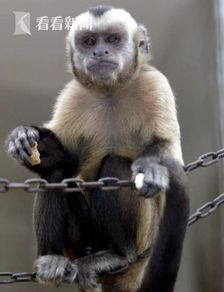 网上火了的 人脸猴子 上海动物园也有 搜狐社会 搜狐网 