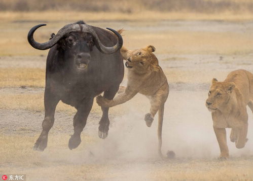 南非母狮教小狮子捕猎 水牛疯狂逃命 狮口脱险 
